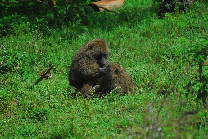 Private Mini Safari Tour in Nairobi - Is $180 per person good value?