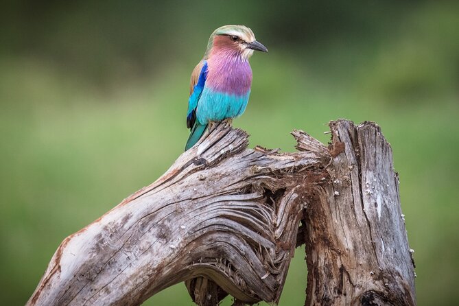 Private Mini Safari Tour in Nairobi - What this tour does not replace