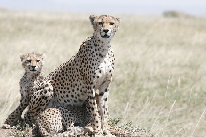 Private Mini Safari Tour in Nairobi - The 3-hour game drive, step by step