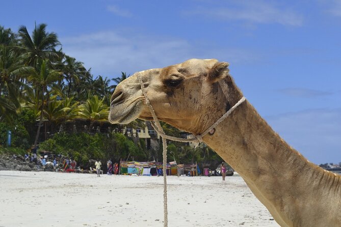 PRIVATE: MOMBASA FULL DAY TOUR and EXCURSUION - Hindu temple and Mombasa’s cultural mix