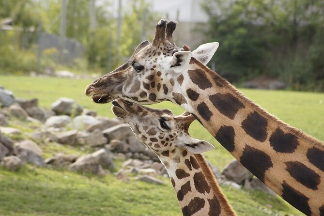 PRIVATE: MOMBASA FULL DAY TOUR and EXCURSUION - Haller Park’s reclaimed quarries and wildlife