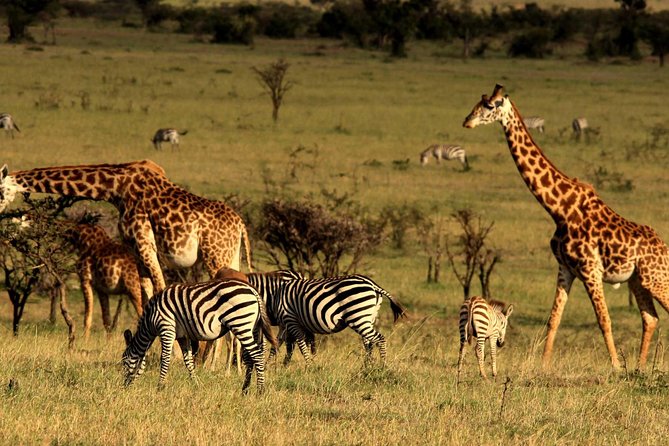 Private Morning Safari to Nairobi National Park & Giraffe Center - Why this makes a good first Nairobi safari