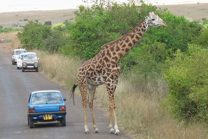 Private Morning Safari to Nairobi National Park & Giraffe Center - Should you book it?