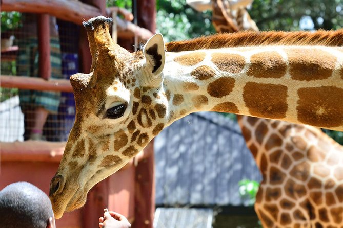 Private Morning Safari to Nairobi National Park & Giraffe Center - Meeting Rothschild giraffes at the Giraffe Centre