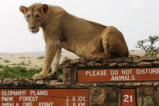 Private Nairobi National Park Day Tour - Why Nairobi National Park makes sense for a short safari