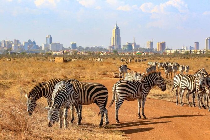 Private Nairobi National Park Day Tour - Looking for rhinos, lions, and buffalo