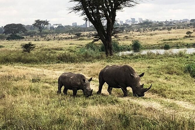 Private Nairobi National Park Day Tour - What the private tour van adds