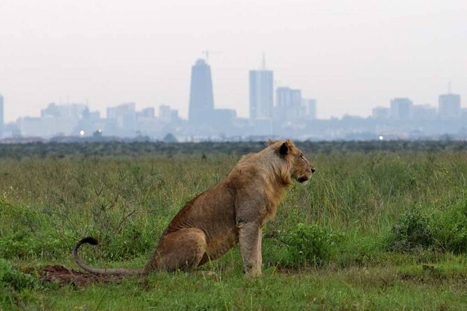 Private Nairobi National Park Day Tour - Is the $130 price good value?