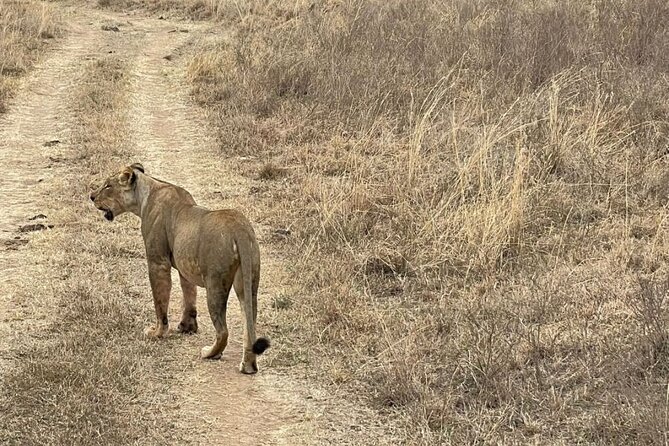 Private Nairobi National Park Day Tour - Guide quality and what it means for your day