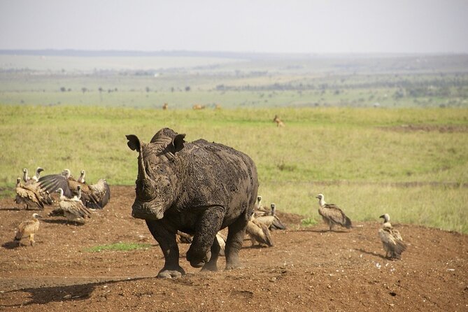 Private Nairobi National Park Day Tour - The five-hour game drive through the main gate