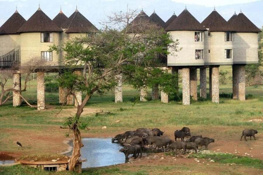 PRIVATE OVERNIGHT SALTLICK SAFARI FROM MOMBASA OR DIANI - Why Salt Lick makes this two-day safari special