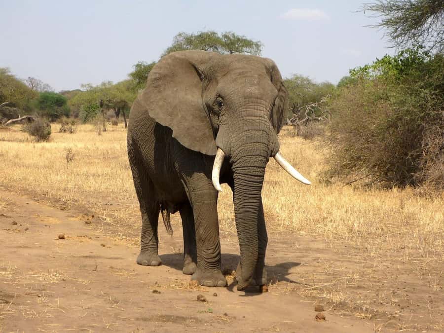 PRIVATE OVERNIGHT SALTLICK SAFARI FROM MOMBASA OR DIANI - The sunset game drive in Taita Hills Wildlife Sanctuary