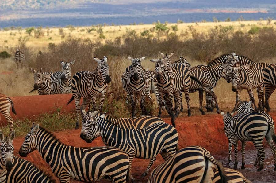 PRIVATE OVERNIGHT SALTLICK SAFARI FROM MOMBASA OR DIANI - The early morning drive on day two