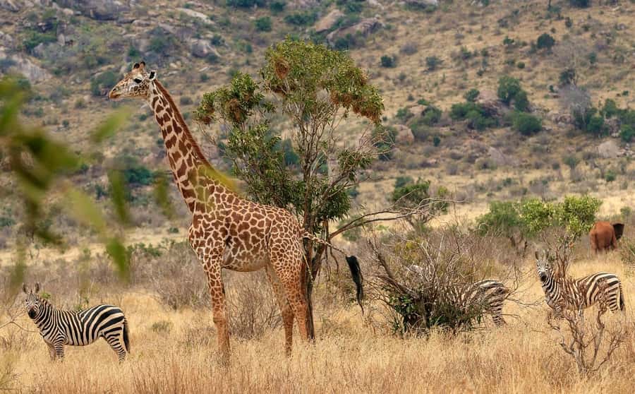PRIVATE OVERNIGHT TSAVO EAST SAFARI FROM MOMBASA OR DIANI - The second morning and drive back to the coast