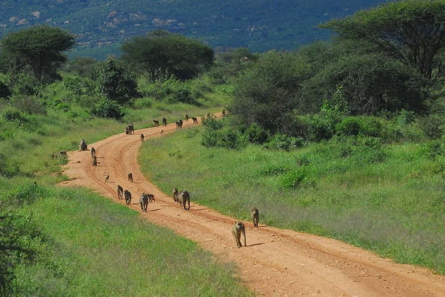 PRIVATE OVERNIGHT TSAVO EAST SAFARI FROM MOMBASA OR DIANI - Who will get the most from this safari