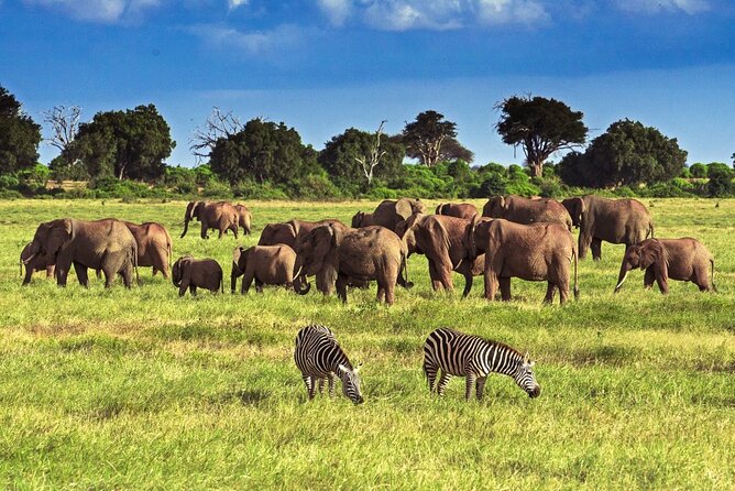 Private Tour of Tsavo East National Park from Mombasa - Key points to know before booking