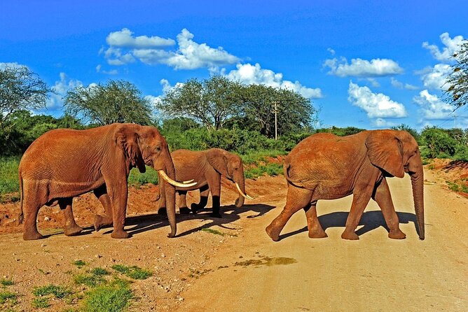 Private Tour of Tsavo East National Park from Mombasa - What the guide adds to the day