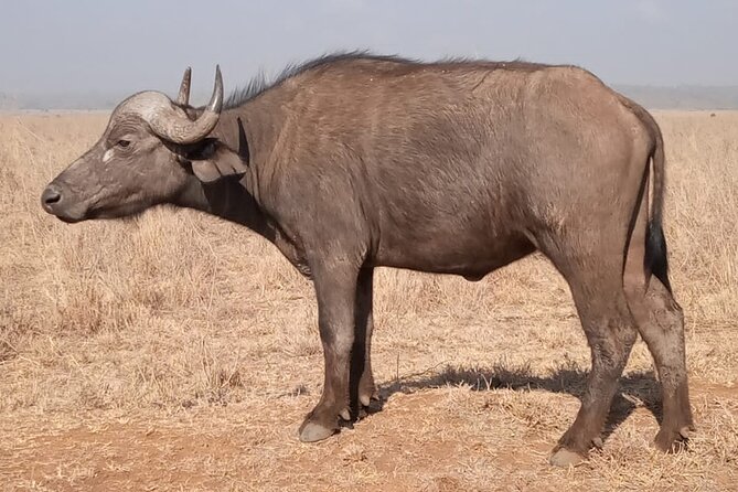 Private Tour of Tsavo East National Park from Mombasa - Lunch at Sentrim Tsavo