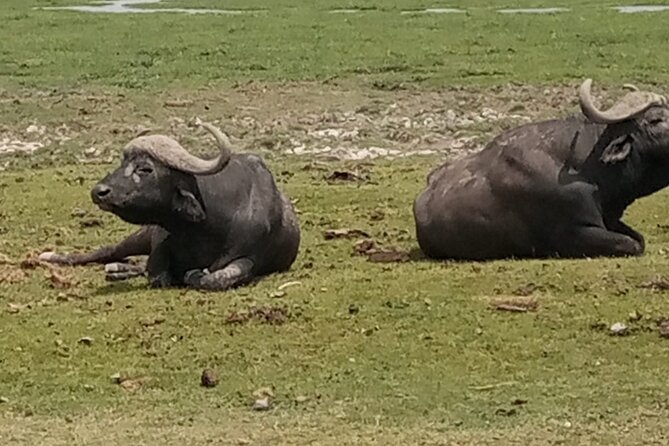 Private Tour of Tsavo East National Park from Mombasa - Is $260 a fair price?
