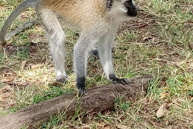 Private Tour of Tsavo East National Park from Mombasa - The long return to Mombasa