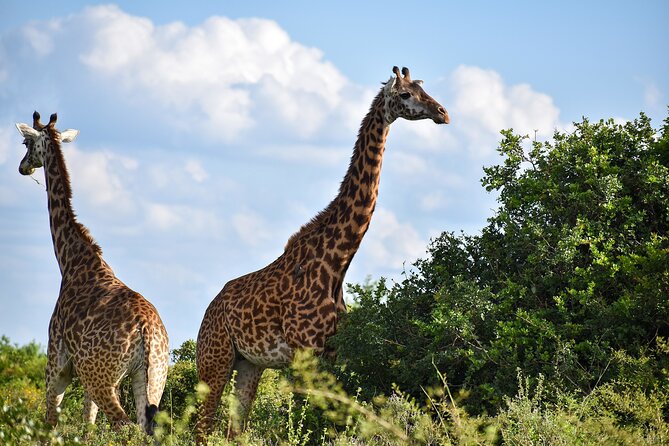 Private Tour Safari To Nairobi National Park - Nairobi National Park with the Skyline Behind You