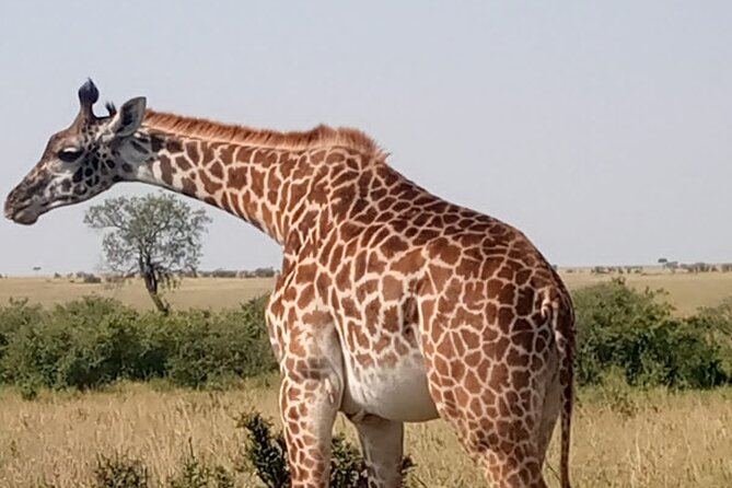 Private Tour Safari To Nairobi National Park - What You Can Expect Inside the Park