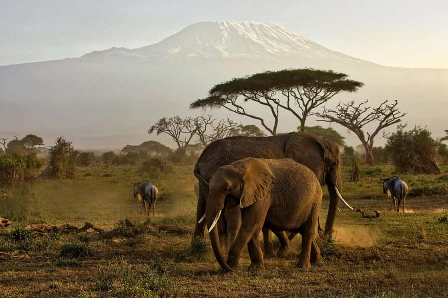 Private Tour to Amboseli National Park - Why Amboseli makes sense for a one-day safari