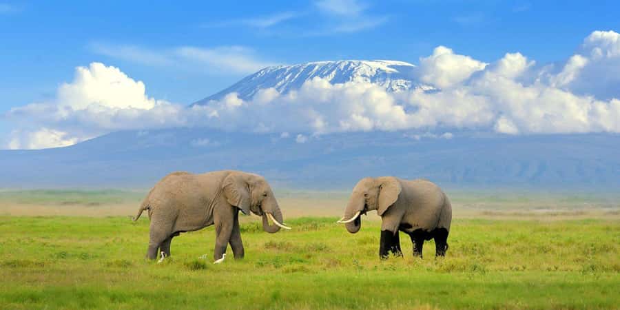 Private Tour to Amboseli National Park - The guide can shape the whole day