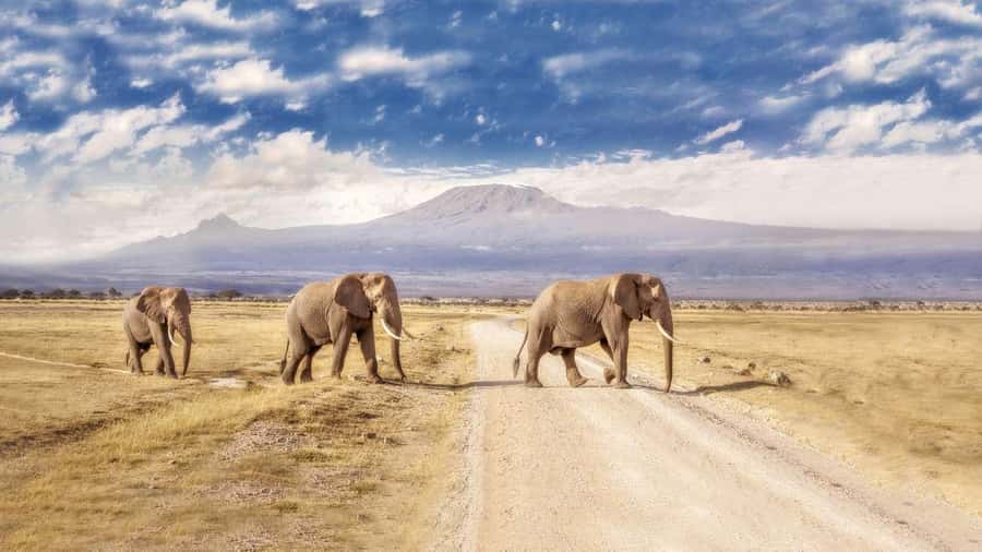 Private Tour to Amboseli National Park - Who should book this Amboseli day trip?