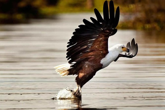 Private Tour to Mount Longonot and Optional Boat Ride on Lake Naivasha - Leaving Nairobi at 6:00am