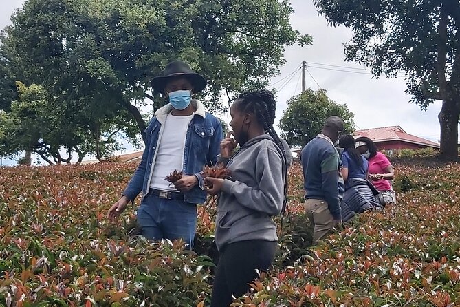 Purple Tea Farm Tour from Nairobi City - Specialty Tea Tasting - Key points at a glance