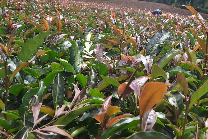 Purple Tea Farm Tour from Nairobi City - Specialty Tea Tasting - Welcome at the family farm house