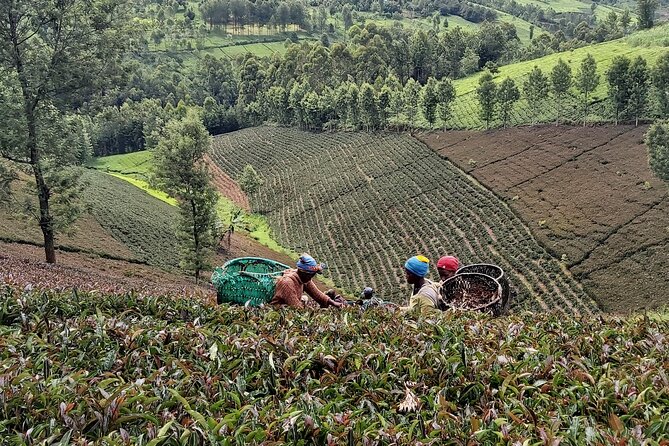 Purple Tea Farm Tour from Nairobi City - Specialty Tea Tasting - A nature trail ending at the waterfall