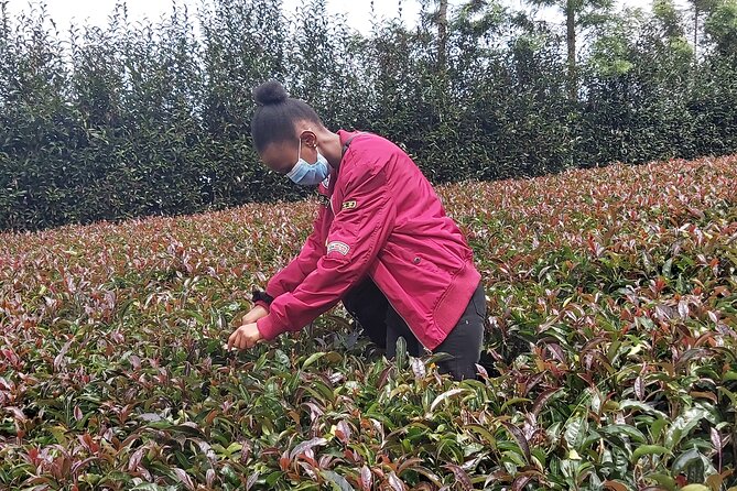 Purple Tea Farm Tour from Nairobi City - Specialty Tea Tasting - A three-course lunch with a serious tea tasting