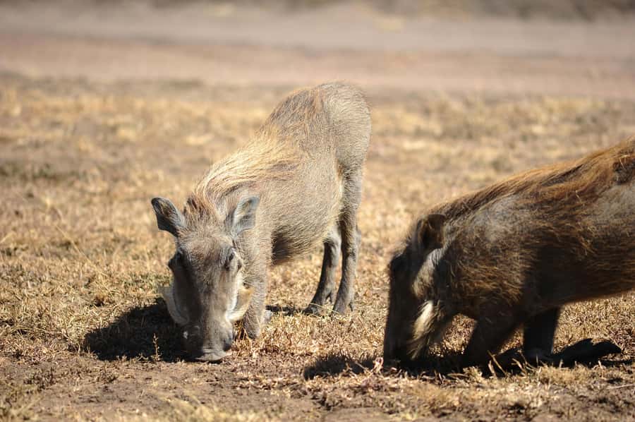 Rent A Local - Nairobi National Park and city views