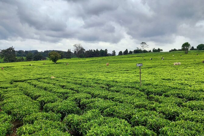 Riara tea farm tour with lunch and tea tasting from Nairobi - The personal guide element