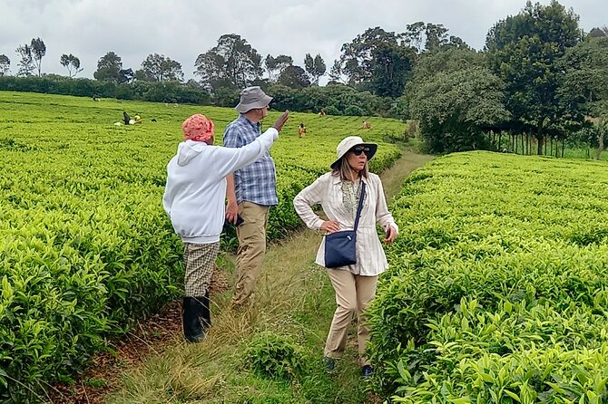 Riara tea farm tour with lunch and tea tasting from Nairobi - What $150 gets you