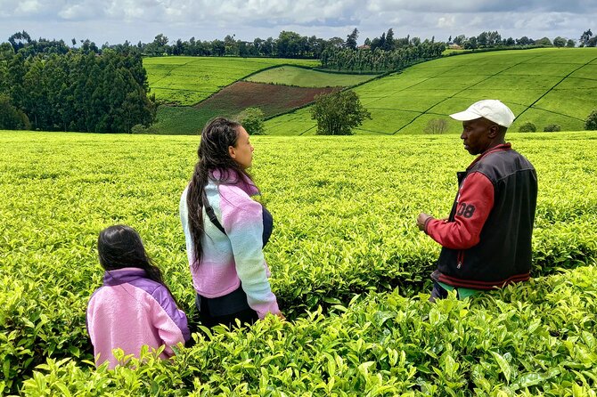 Riara tea farm tour with lunch and tea tasting from Nairobi - How the city stops affect the day