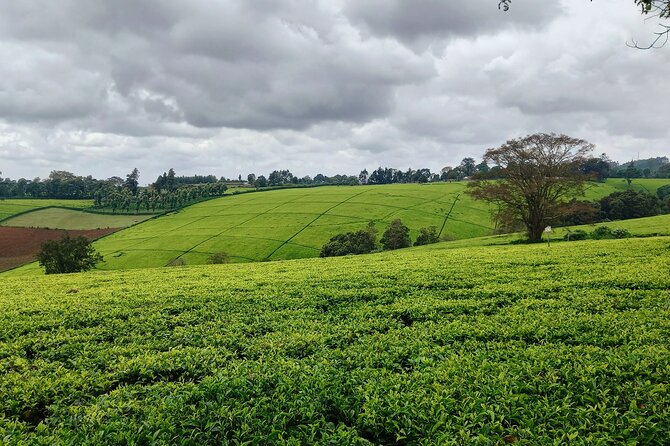 Riara tea farm tour with lunch and tea tasting from Nairobi - Who will enjoy this tea tour most