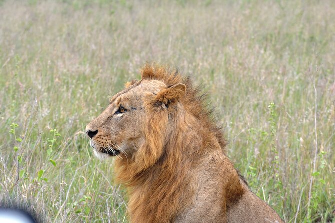 Safari In Nairobi Kenya National Park Half day Tour - Why Nairobi National Park makes sense on a short visit