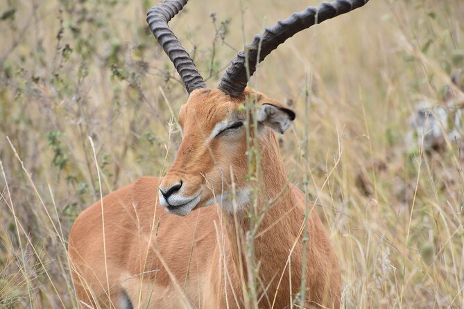 Safari In Nairobi Kenya National Park Half day Tour - What the $85 price really covers