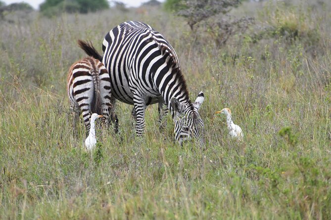 Safari In Nairobi Kenya National Park Half day Tour - Who should book this half-day safari