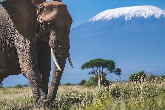 Safari in Tsavo and Amboseli for 5 Days and 4 Nights - Three parks, three different safari moods