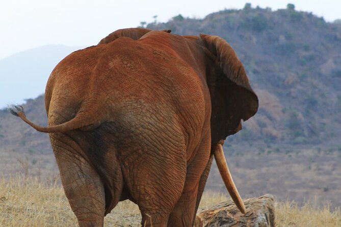 Safari in Tsavo and Amboseli for 5 Days and 4 Nights - The practical side of a private safari