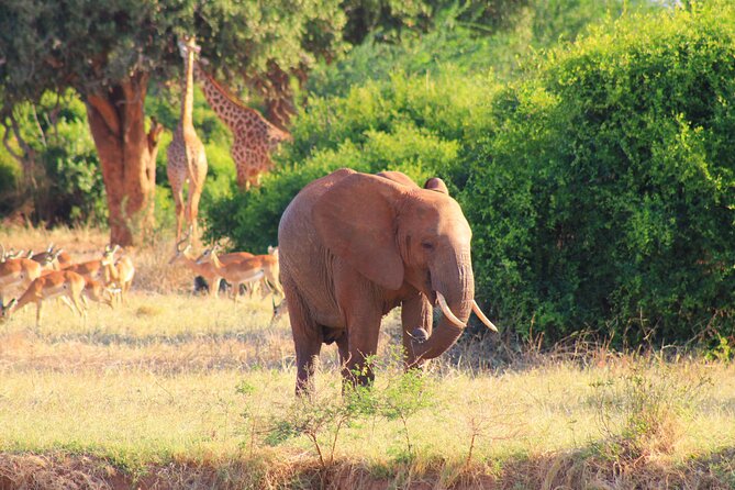Safari in Tsavo and Amboseli for 5 Days and 4 Nights - Day 2: Crossing from Tsavo East to Tsavo West