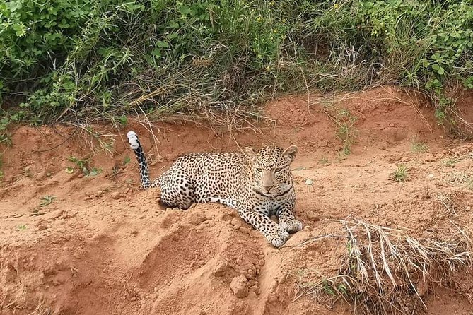 Safari Kenya with Patrick - The strongest reasons to book