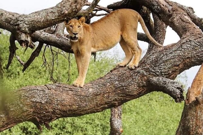 Safari Tour; Nairobi National Park - What the early pickup really adds