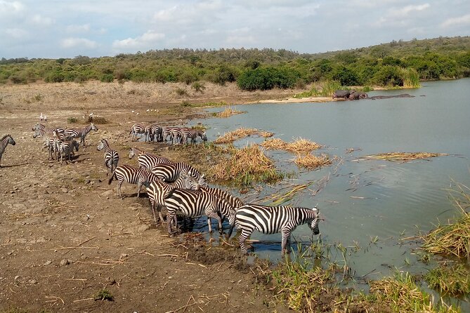 Safari Tour; Nairobi National Park - The real cost: $43.50 plus the park charge