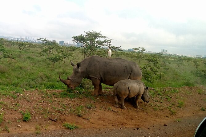 Safari Tour; Nairobi National Park - Guide quality can make or break the morning