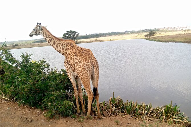 Safari Tour; Nairobi National Park - Who should book this Nairobi safari?